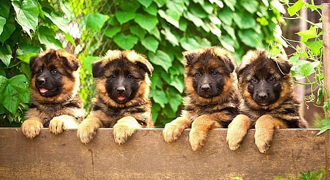 This Facebook Group For Pooches Is What All Indian Pet Lovers Need