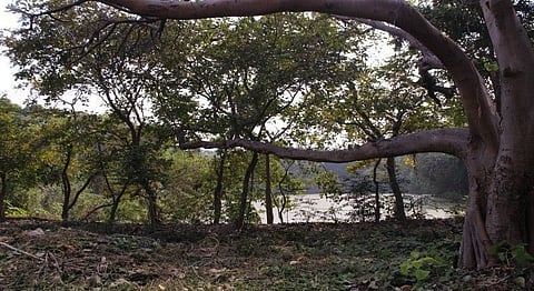 A Tiny Jungle Park Beckons From The Heart of Dharavi