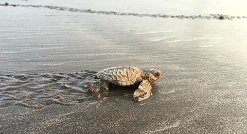 For the First Time In 20 Years, Olive Ridley Turtles Hatch on Versova Beach