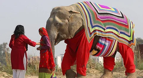 Villagers Are Knitting Colourful Sweaters For Mathura’s Rescued Elephants