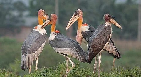 Meet The Woman Behind Assam's Hargilla Army