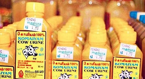 5000 Years Later, India Is Still Obsessed With Cow Urine