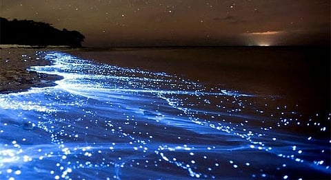 Representational image of bioluminescent waves