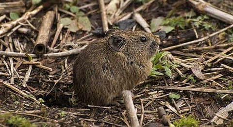The Sikkim Pika
