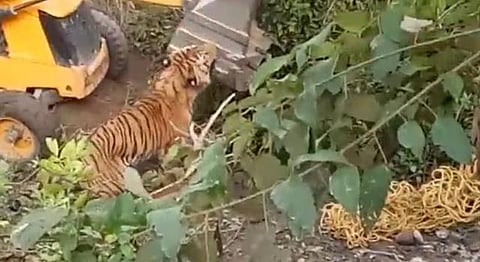 Watch: Bengal Tiger Crushed To Death During Botched Rescue Attempt