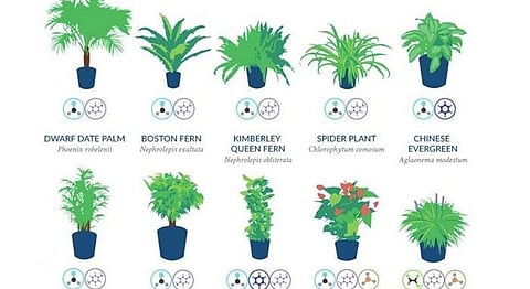 Delhi, Invest In These Plants If You Want To Breathe Cleaner Air
