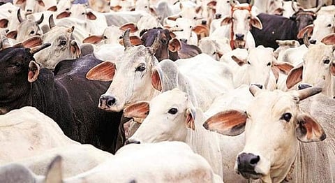 Representational Image of Indian Cows