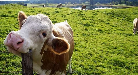 'How To Love Your Cow And Eat It Too'