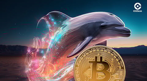 New Bitcoin Whales Amass Holdings Almost Double in Size