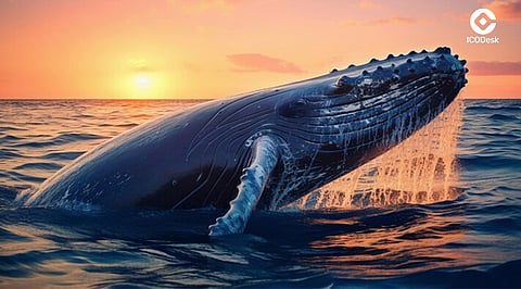 FTX Estate Sues Humpy the Whale for Alleged $1 Billion Market Manipulation