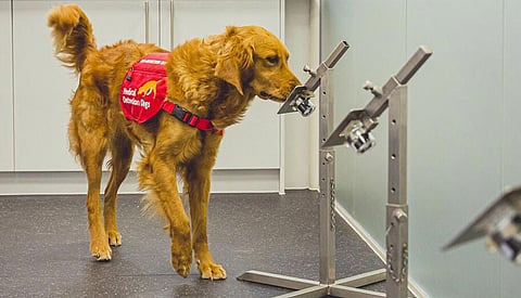 Could trained dogs help sniff out Covid-19 infections in future?