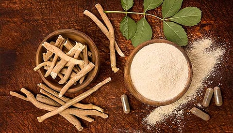 India-UK tie-up to explore Indian herb Ashwagandha for Long COVID relief