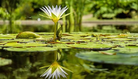 Appeal launched for new Ayurveda Centre of Excellence in UK