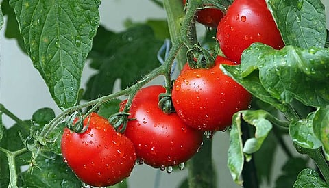 Here’s how tomatoes make for a happy, healthy gut