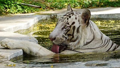 Indian PM Modi lauds Project Tiger at G20 sustainability summit