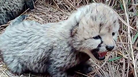 India's Cheetah population flourishes under 'Project Cheetah'