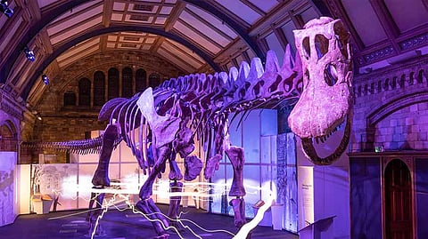 Natural History Museum, London (Photo by Dan Kitwood/Getty Images)