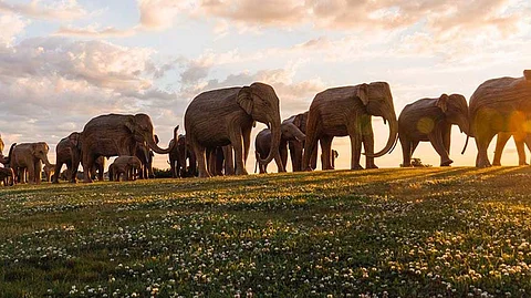 100 life-size Indian elephant sculptures embark on conservation journey