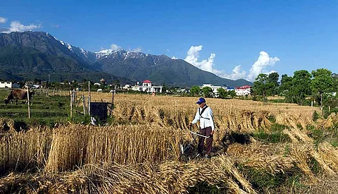 From India's farms to the UAE's tables