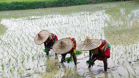 Women farmers planting saplings. There is a strong pointer to India receiving a healthy monsoon this year which could spark off an economic revival once again by rural India.