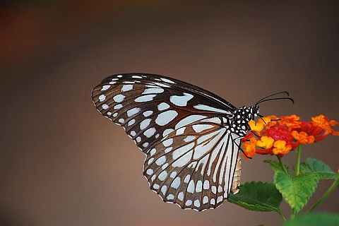 Blue tiger butterfly in South India