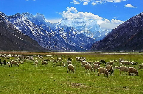 Grazing fields in a village in Ladakh