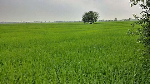Rice fields in a village of Punjab, India
