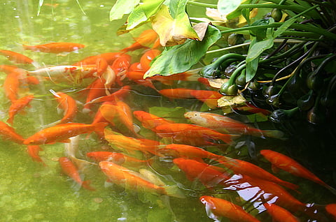 Freshwater fish, under threat