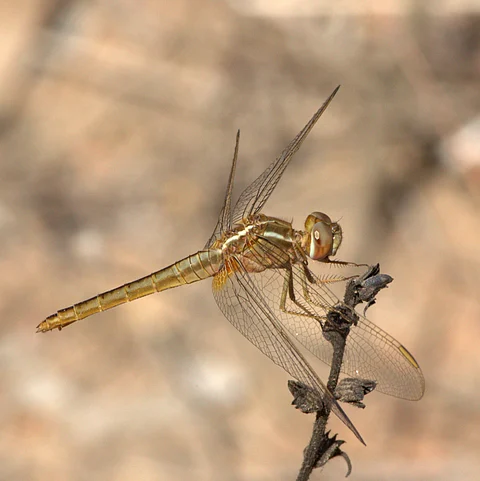 Dragonfly from JP Nagar Forest, Bangalore,Karnataka
