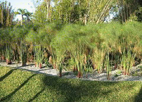 Treatment of wastewater in a constructed wetland. Photo by: Heike Hoffmann, Susana Secretariat; CC BY 2.0)