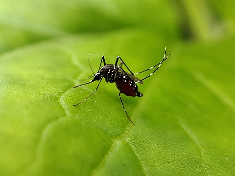 Aedes aegypti on a leaf
