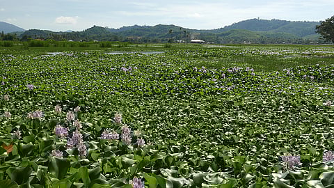 Swamps swamped with overgrowth of hyacinth