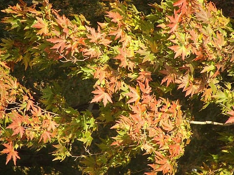 The Chinar tree of Kashmir