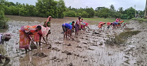 Planting mangroves to protect the coastline: A community-driven approach to climate adaptation (Image: SEEDS)