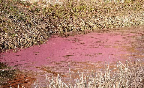 Harmful algal blooms in a pond