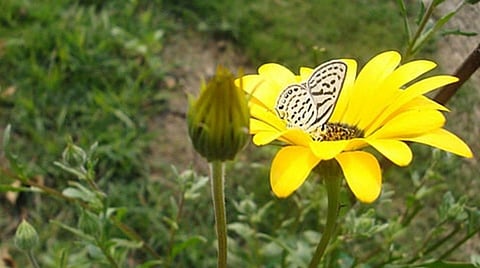 (Image: Prabhmeet Singh, Wikimedia Commons, CC BY-SA 4.0)