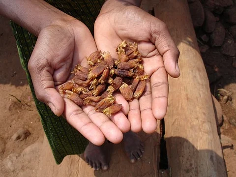 Mahua flowers, rural ATMs for tribals