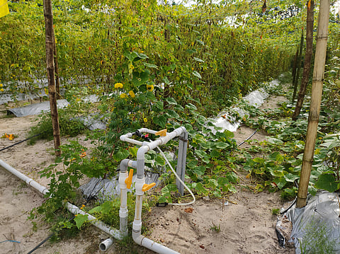 The sub-scheme under PMKSY can drive modern piped irrigation to farms, benefiting thousands of farmers nationwide (Image: Vis M, Wikimedia Commons)