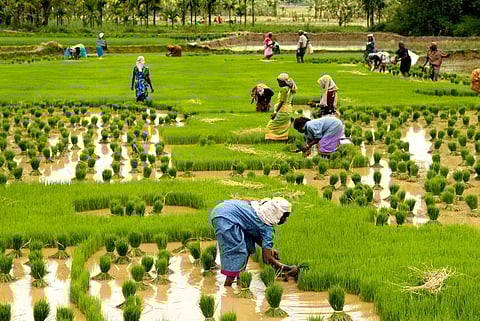 Women planting rice in Kuttanad Kerala