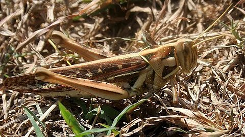 The desert locust, a formidable adversary