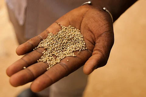 Access to high-quality millet seed is an important factor contributing to productivity (Image: T A&M's, CC BY-NC-ND 2.0. L)