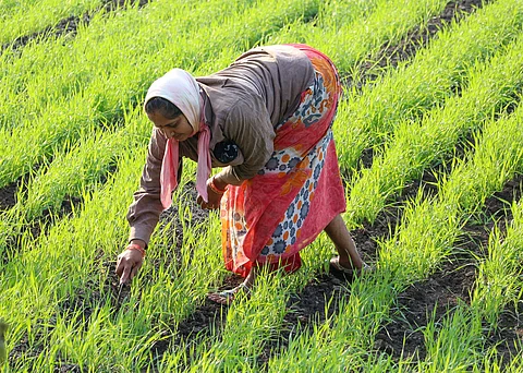 Woman working in a rice field near Junagadh, Gujarat, India