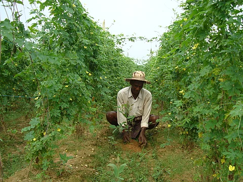 Agroforestry for river restoration & climate action (World Agroforestry, CC BY-NC-SA 2.0.)