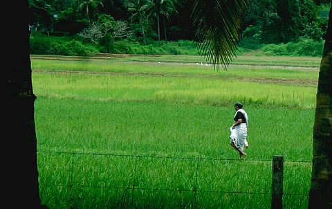 Lush green farms of Kerala, under threat of climate change