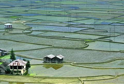 Ziro valley's rice farming