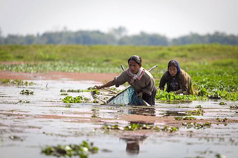 Women fishing in Tinsukia District, Assam, India. Wetlands support the livelihoods of many rural households in the Hindu Kush Himalayas