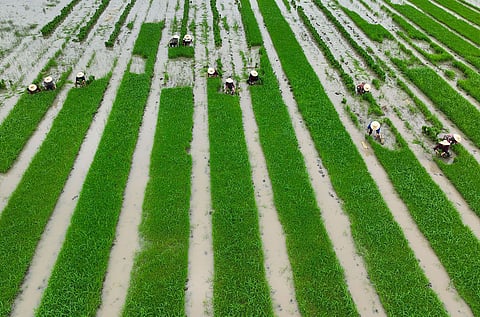 Farmers in China transplant seedlings for the seasonal rice harvest, which takes weeks of hard work for every hectare
