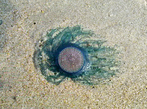 Blue button jelly found on Uttorda Beach in Goa
