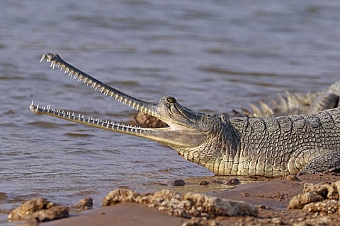 Gharials, silent hunters of riverine ecosystems in India