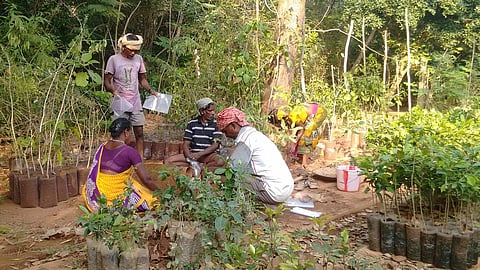 Transforming barren earth into a forest in Pitchandikulam at Auroville. (Image: auroville.org)